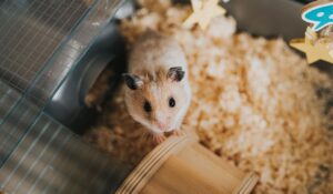 How much and how often should you feed your hamster?