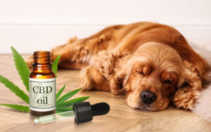 How CBD Oil Can Help Manage Your Dog’s Anxiety and Stress?