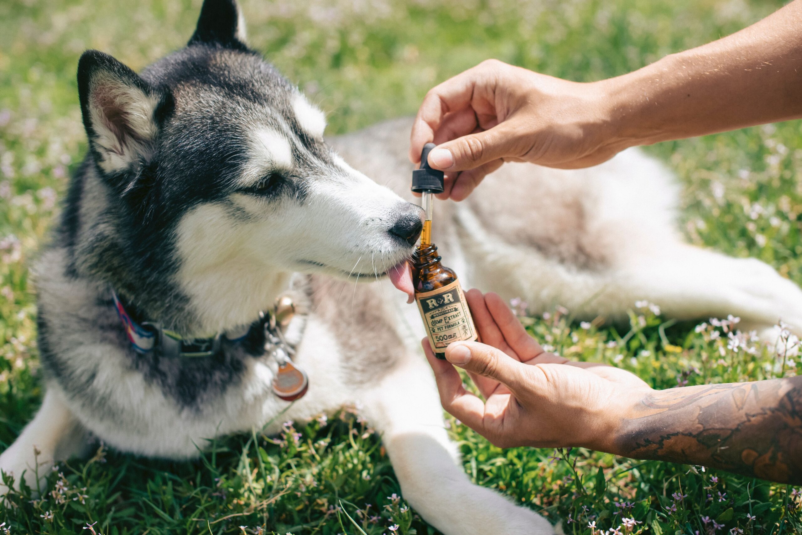 cbd for dogs